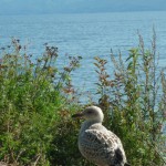 Фото 2. Чайка на берегу Байкала